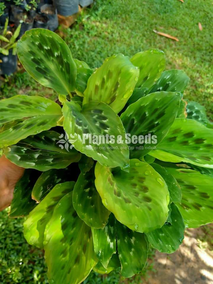 Calatheya Plants (Makoyana )