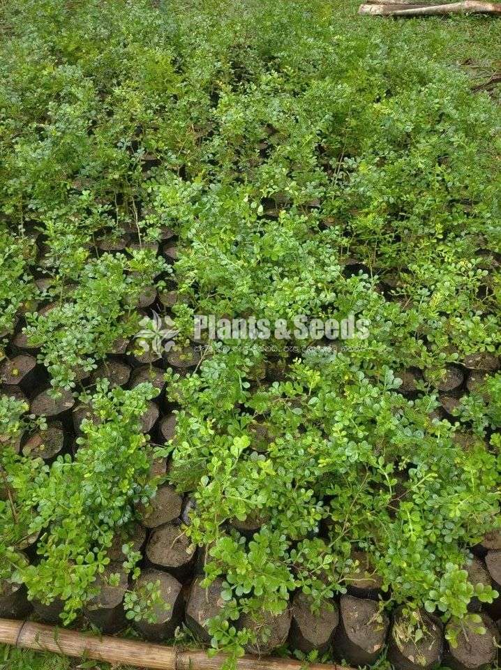 Woodapple Plants (දිවුල් පැල)