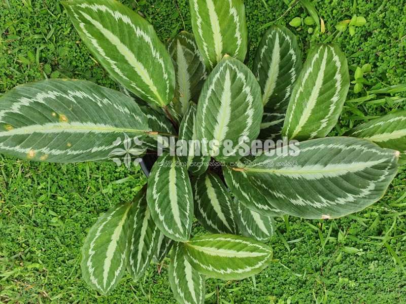 Indoor Plants (Calatheya )