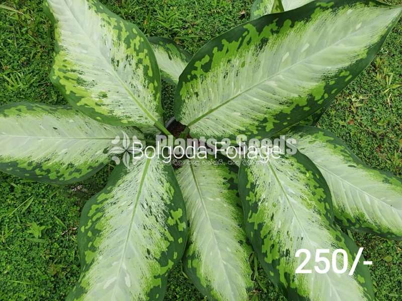 Indoor Plants (Calatheya )