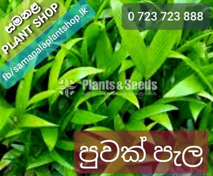 Rata Puwak Pela (රට පුවක් පැල)