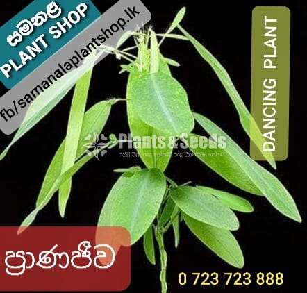 Pranajeewa | DANCING PLANT