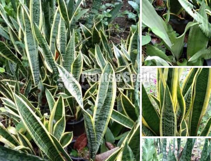 Sansevieria (Yellow)