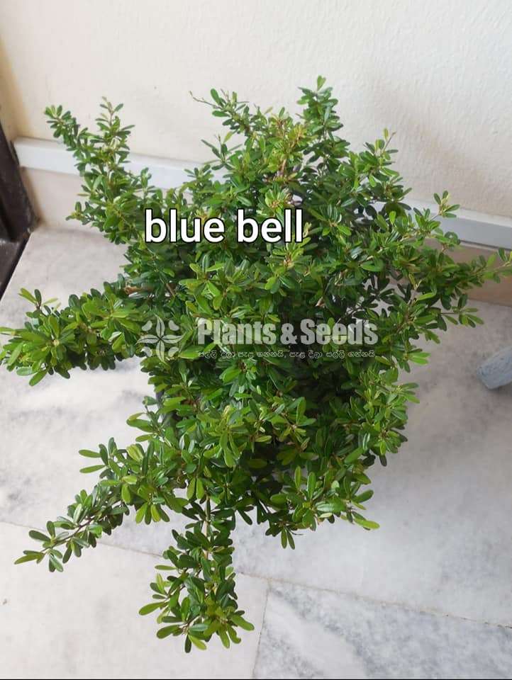 Plants for Bonsai