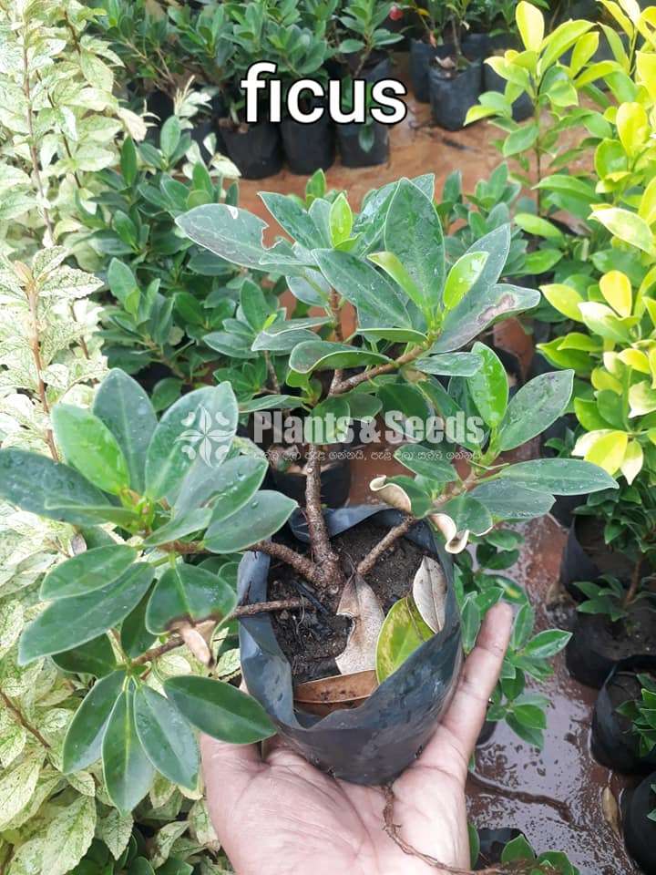 Plants for Bonsai