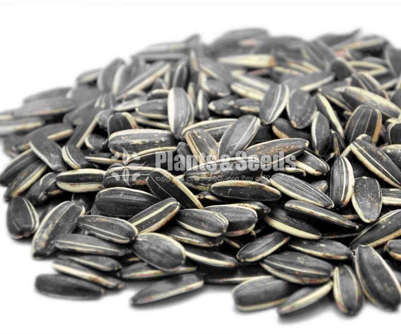 Hybrid sunflower seeds