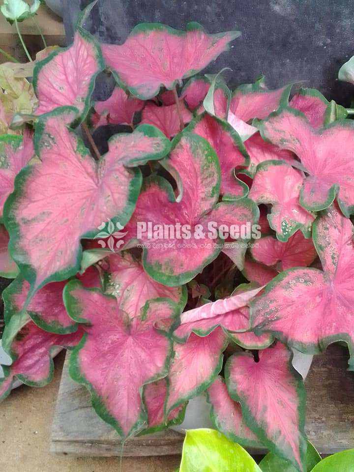 Caladium Collection