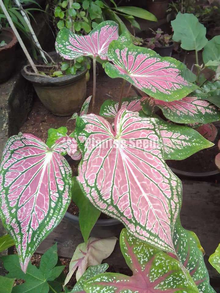 Caladium Collection