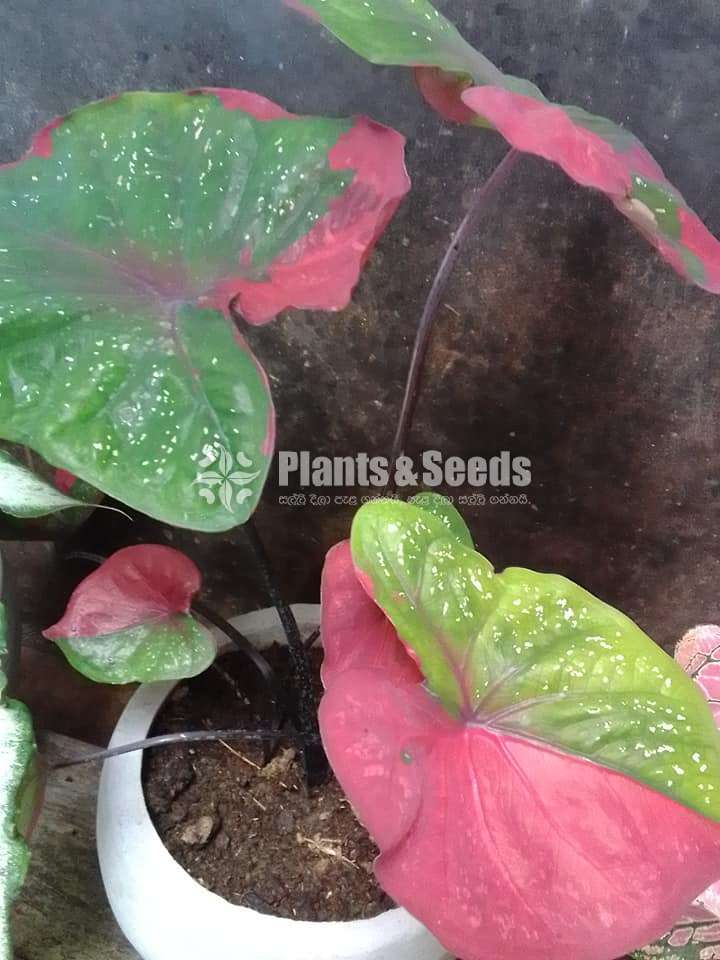 Caladium Collection