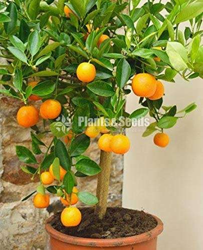 Orange Plants Package