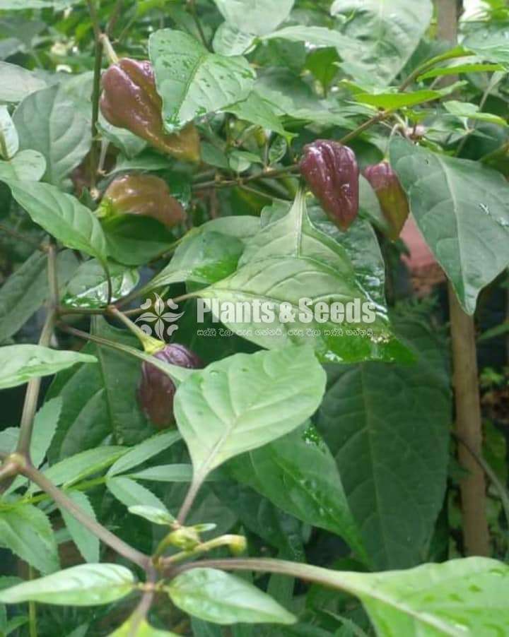 Scotch bonnet Seeds