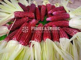 Red corn seeds