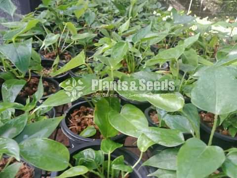 Bankok Seed Anthurium 