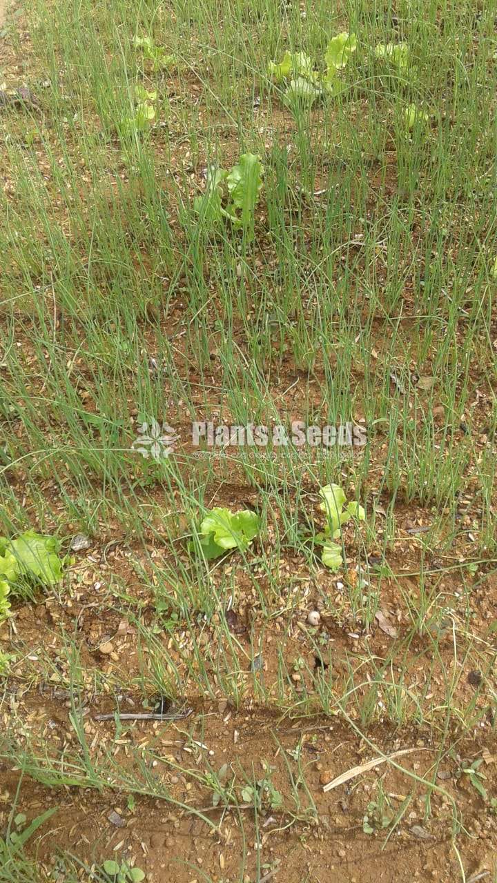 Vegetables Plants