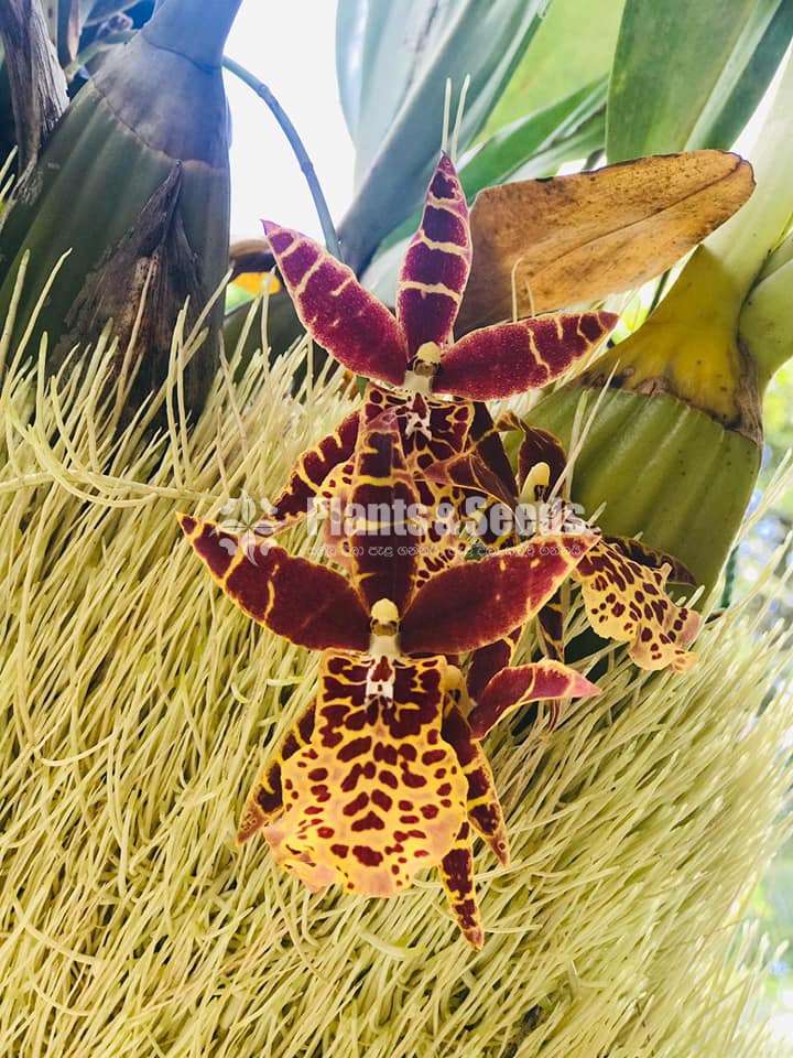 Grammatophyllum Tiger paw Orchid