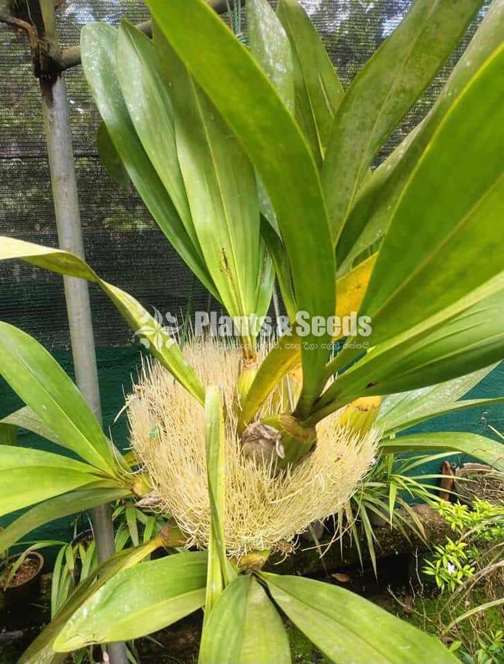 Grammatophyllum Tiger paw Orchid