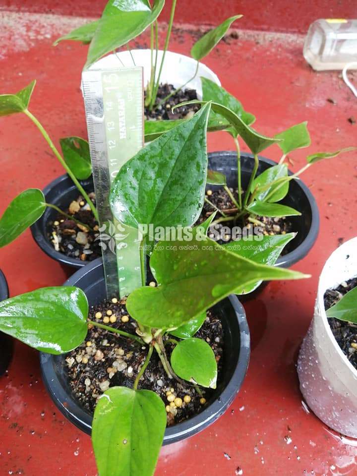 Netherland Anthurium Package