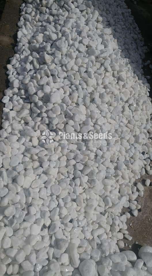 White pebbles stones