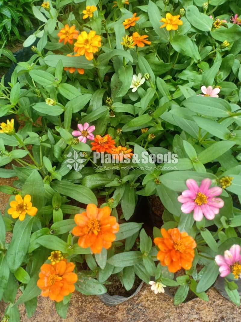 Zinnias 