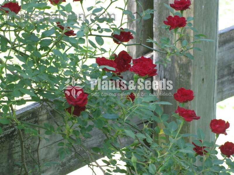 Red Cascade Rose