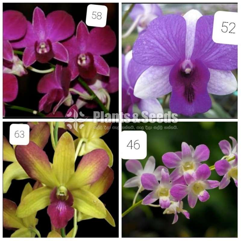 Dendrobium small orchid plants