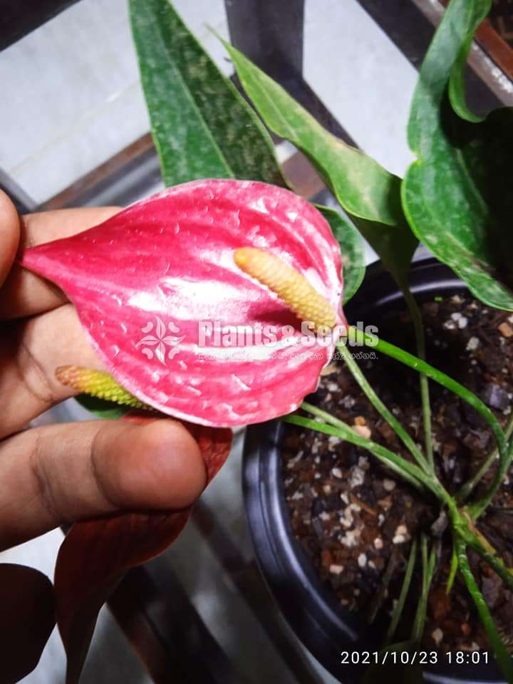 Anthurium Package 