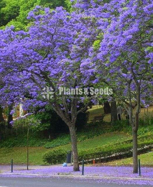 Jacaranda plants