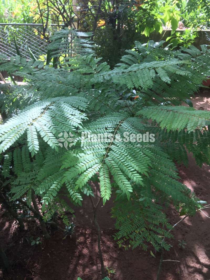 Jacaranda plants