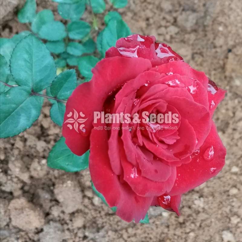 Roses Plants