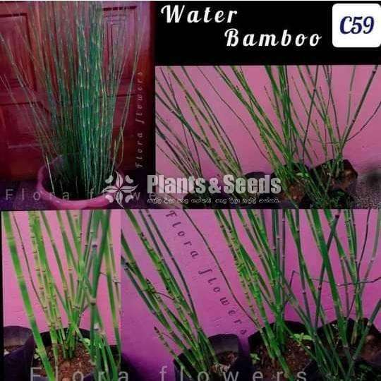 Water bamboo-Water plant