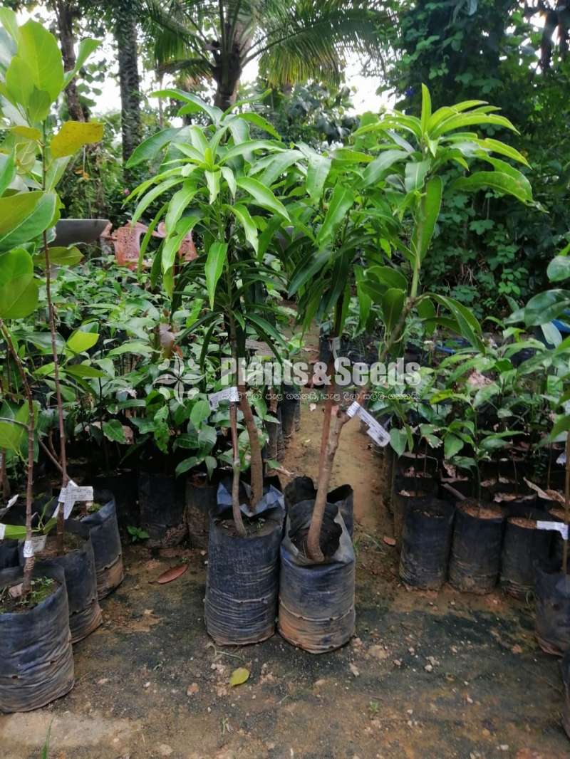 Mango Plant Collection