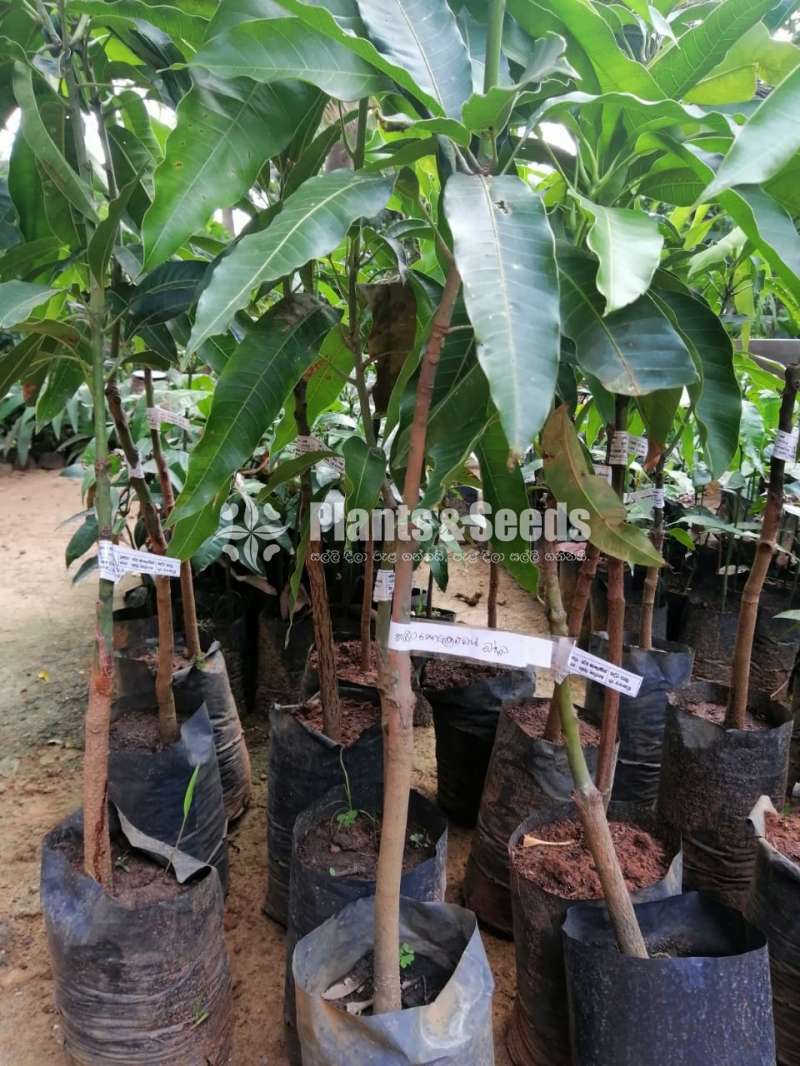 Mango Plant Collection