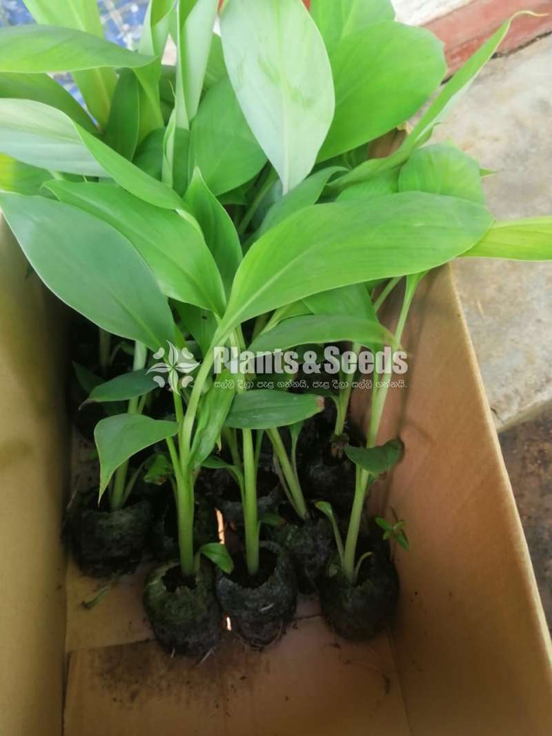 Banana Plants (පටක රෝපන කෙසෙල් පැල)