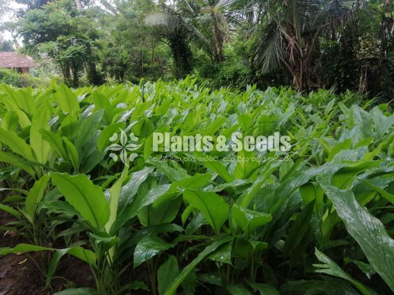 Banana Plants (පටක රෝපන කෙසෙල් පැල)