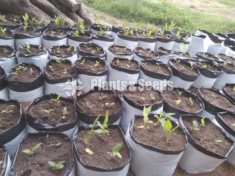 UV Grow Bags (කහ වගාව සඳහාම)