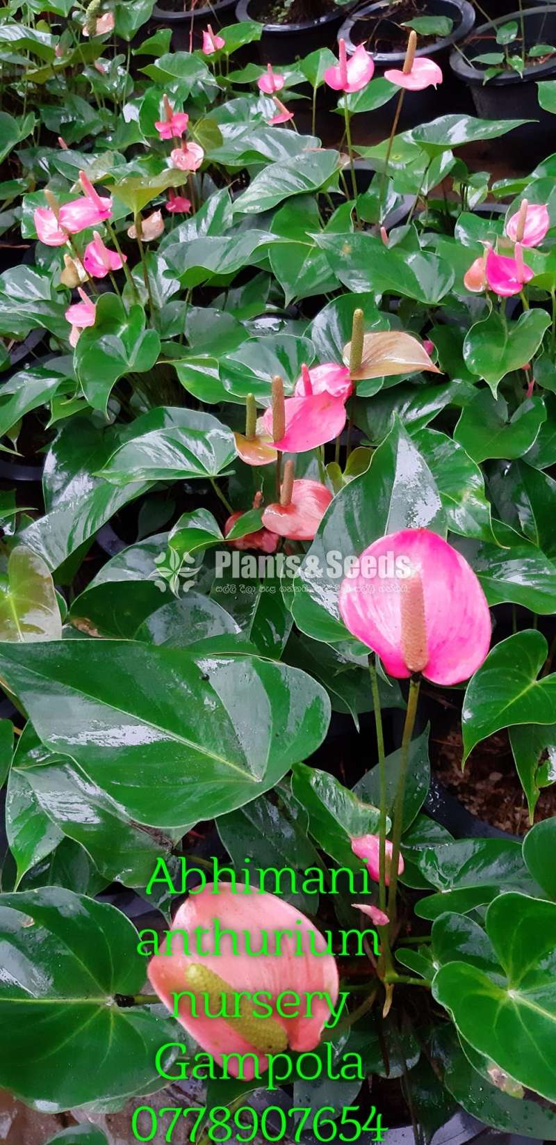 Anthurium - Pink champion