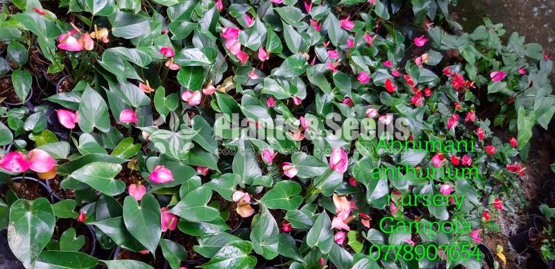 Anthurium - Pink champion