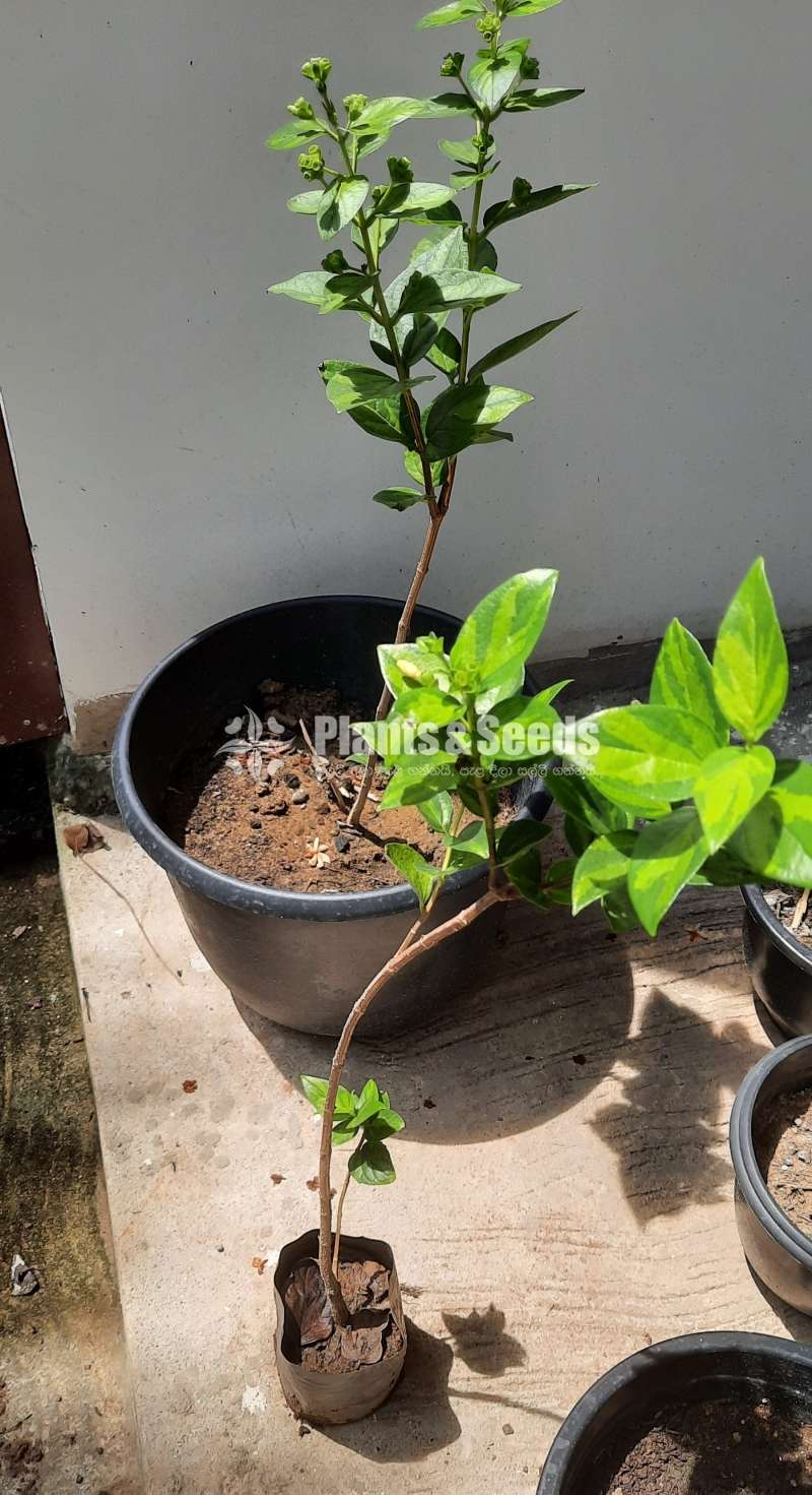 Sepalika Plants for sale