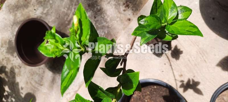 Sepalika Plants for sale