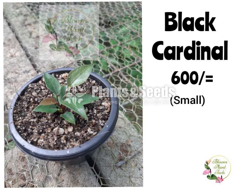 black cardinal seeds