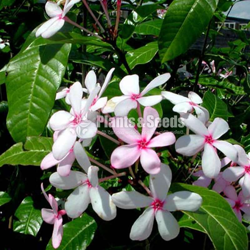 Kopsia fruticosa  (කොප්සියා)