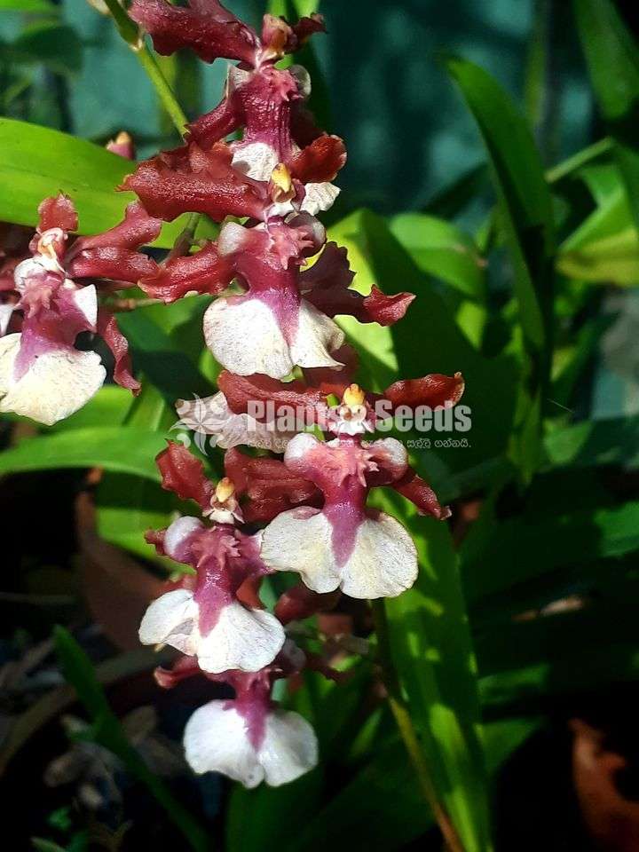 Oncidium Orchids