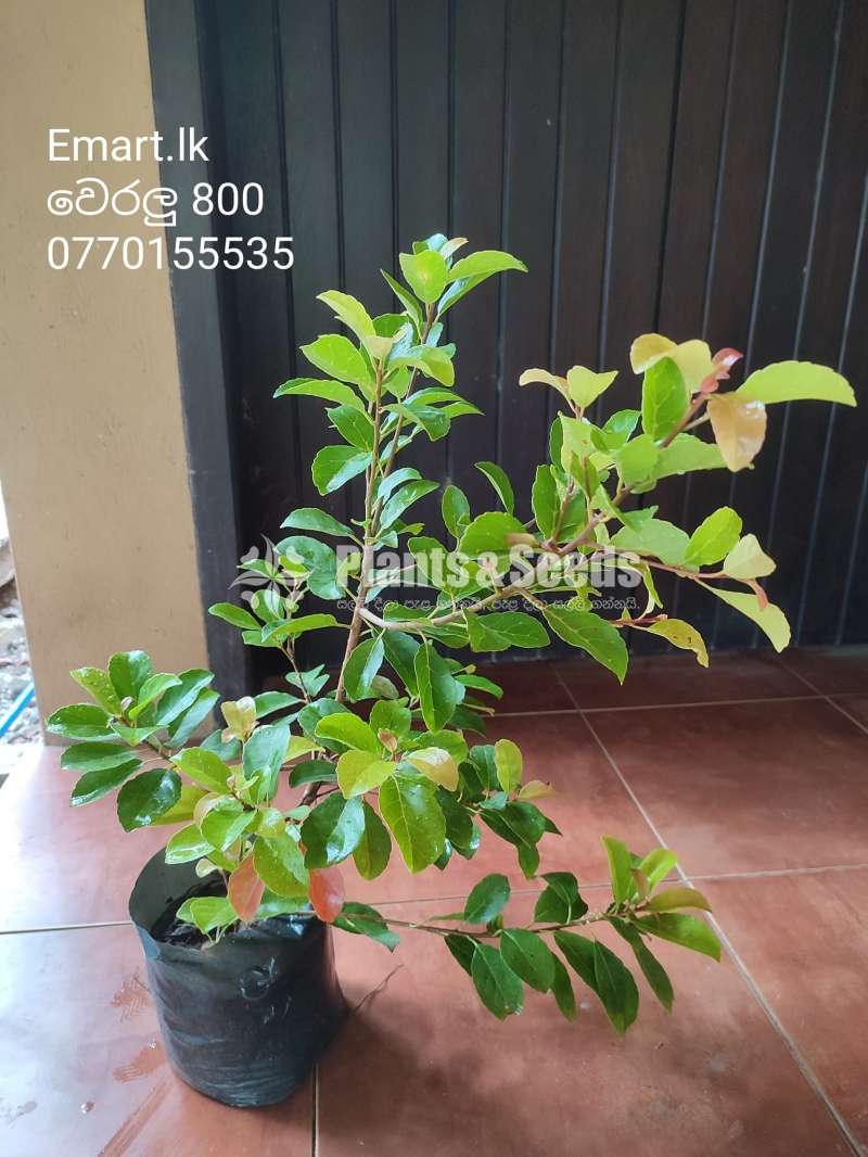 Pol weralu Plants ( පොල්  වෙරළු)