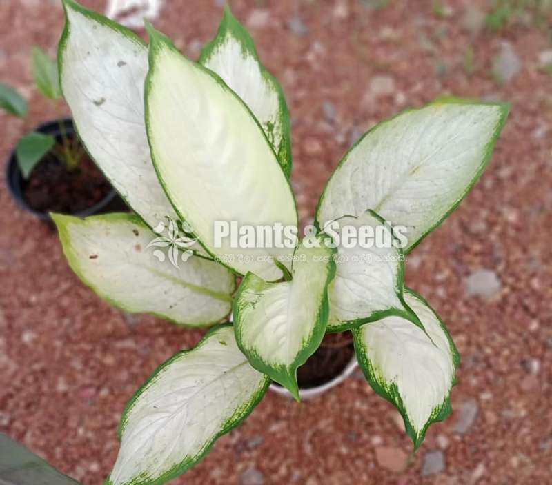 Aglaonema Tropic Marianne