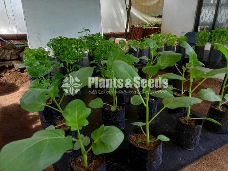 Vegetable Plants