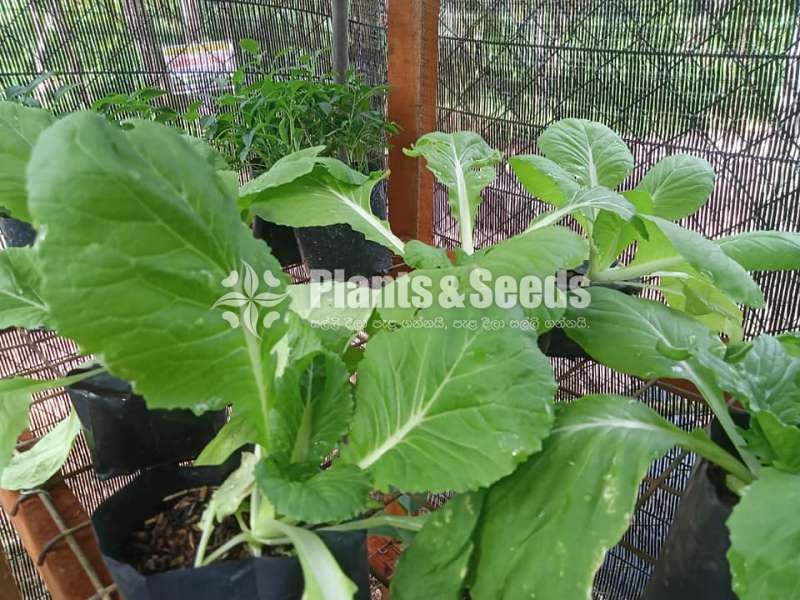 Vegetable Plants