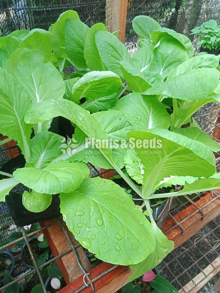 Vegetable Plants