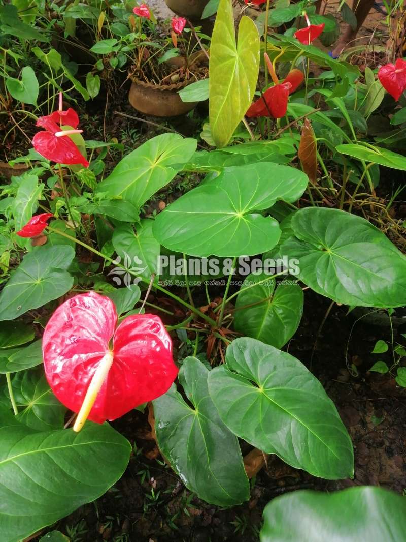 Anthurium collection