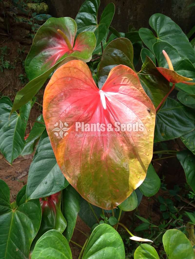 Anthurium Bi-Color