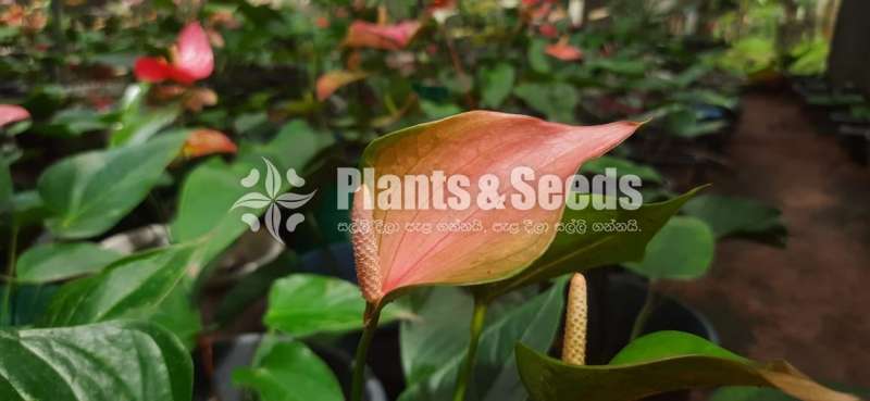 Anesthesia brown anthurium